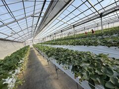 �݂傤����̃n�C�t�����[�@�C�`�S�g�ւ̓��e�ʐ^1