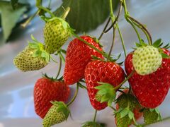 ���R���������̎ʐ^2