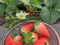 ���c�_���̎ʐ^1