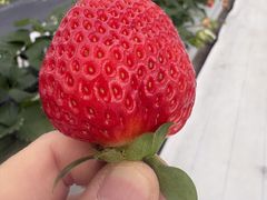 �ӂ���ӂ���ӂ��[�ނ̎ʐ^1