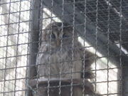 �Ă�������̖P�����R���R�Ȋw�����ق̓��e�ʐ^1