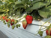 �����i�����AGRI�@WAYS�̓��e�ʐ^2