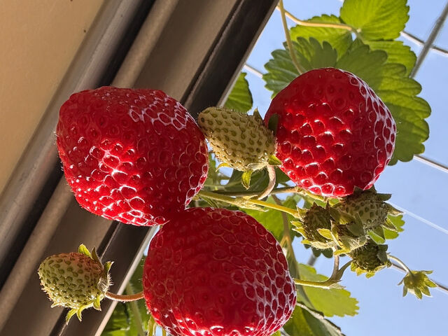 ������Ɖ�����B���Ă݂�_��������_��