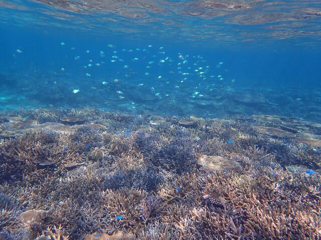 �����x���Q�̋{�Ãu���[�I���₩���Y��ȊC�ŁA�V���m�[�P�����O���S�䂭�܂Ŋy���߂܂����B_�}�����K�C�h�C��(����Ԃ�)