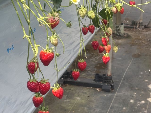 �Ԃ��Ă��킢��_���ӂ��C�`�S��