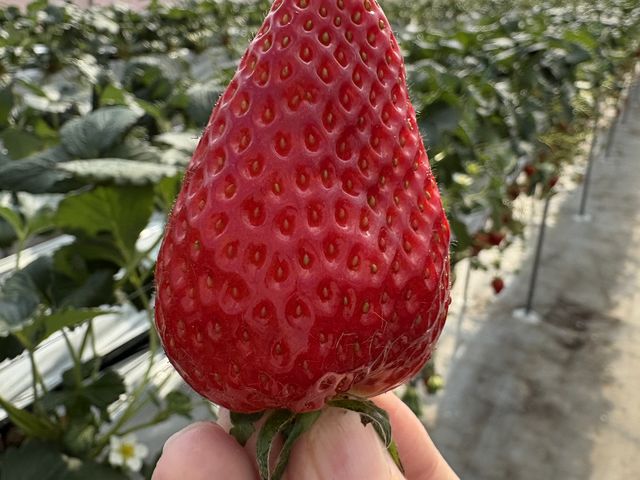 �Ós�؈ȊO�ɂ��C�`�S�͂���܂��B_�n�b�s�[�C�`�S�����h