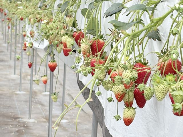 �q���I�ȃC�`�S_�n�b�s�[�C�`�S�����h