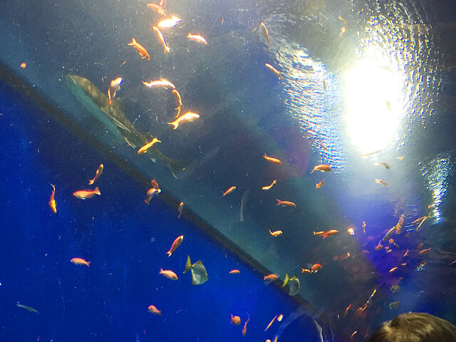 �F�Ƃ�ǂ�̋����j���A�N�A�Q�[�g�B_�C�V��