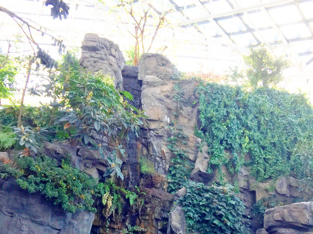 �C�V�ق̐A�������B_�C�V��