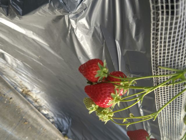 �傫��������_�₿�܂� ���R�t�@�[��