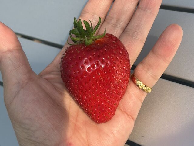 ����ȑ傫���̂������ς�_������_�ꂢ������