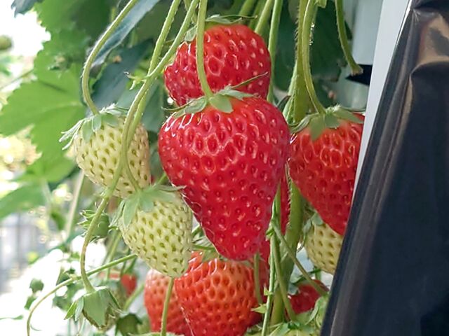 �������͂R��ނł���_�������K�[�f�� ������