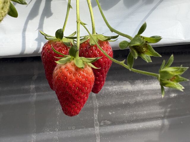 �Y��Ȃ������ł��B_�c��ڂ̒��̂�������