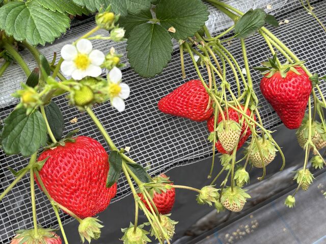 �����鎞�͈݂��g�����Ă��܂�^_^_�₿�܂� ���R�t�@�[��