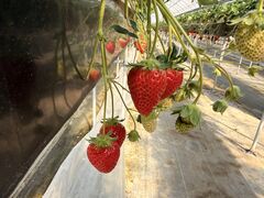 ��������_���̎ʐ^2