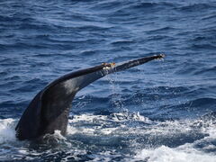 ����A�C�����h�N���[�̎ʐ^2