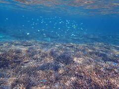 �}�����W�F�b�g�K�C�h �C���̎ʐ^2