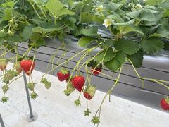 LPC�x�W�^���A�t�@�[���̎ʐ^1