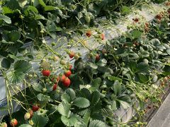 ������_�ꂢ�������̎ʐ^1