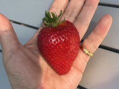 ������_�ꂢ�������̎ʐ^2