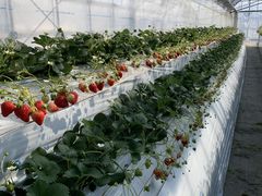 ������_�ꂢ�������̎ʐ^3