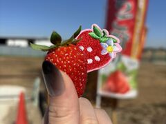 �˂����t�@�[���̎ʐ^2