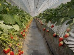 ICHIGOHOUSE HITACHINAKA�̎ʐ^1