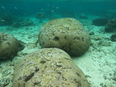 �䂤�������DIVE IN CHATAN�ւ̓��e�ʐ^1