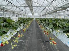 STRAW VILLAGE(�X�g�����B���b�W)�̎ʐ^1