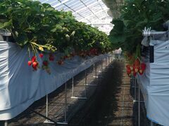 �������K�[�f�� �������̎ʐ^1