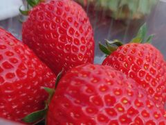 �������K�[�f�� �������̎ʐ^3