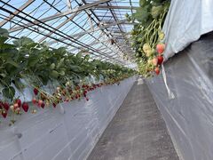 �c��ڂ̒��̂��������̎ʐ^2