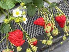 �₿�܂� ���R�t�@�[���̎ʐ^1