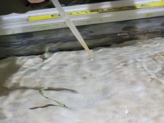 �[������������ �ɐ��V�[�p���_�C�X�̎ʐ^1