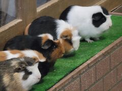 �[������������ �ɐ��V�[�p���_�C�X�̎ʐ^2