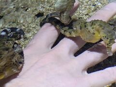 �[������������ �ɐ��V�[�p���_�C�X�̎ʐ^3