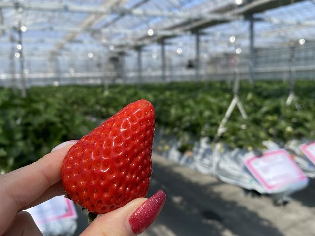 �C�`�S���傫���A�i��ƕi��̐�����������₷�������Ă���܂��B_Sugar Berry ���˂������_��