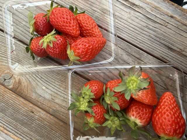 ��������4��ނł���_�����L�_��