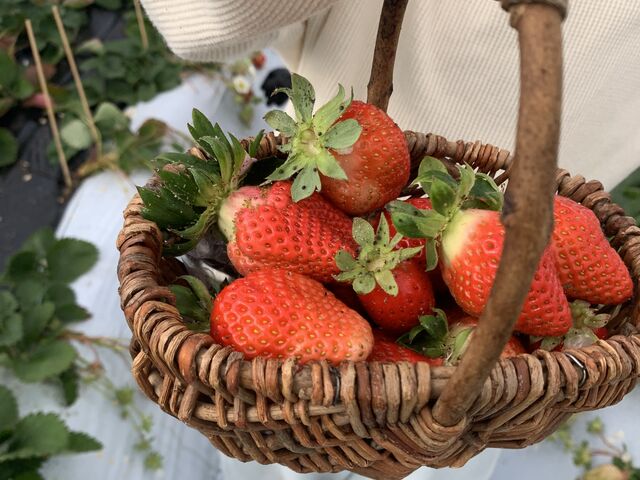 �o�X�P�b�g�����������ł�_�����_��