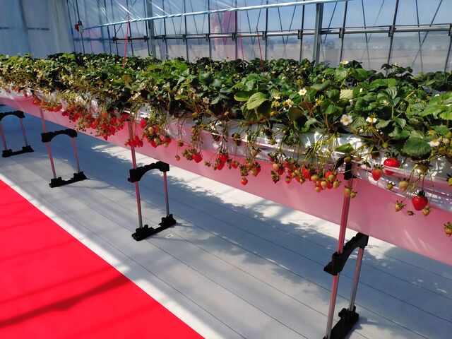 ������̃��C���ʂ�͐^���ԂȂ���������������_Lien Ferme(�������_��)