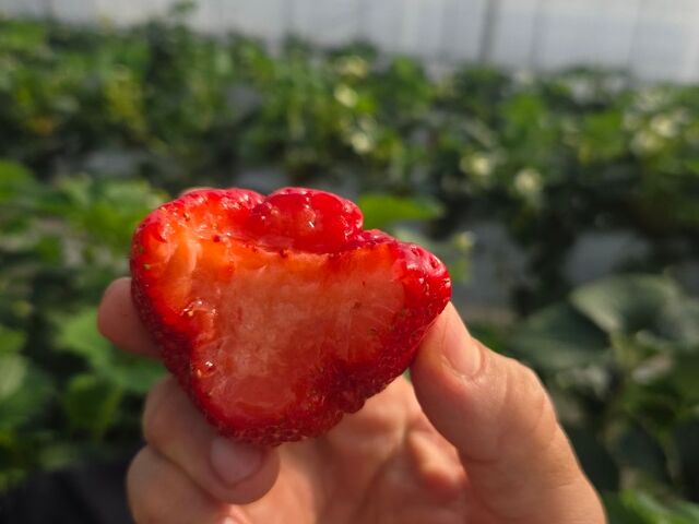 ����́A�g�ق��؂̉ʓ����^�b�v���Ö�������A�_�������D���`���\�}�ł��I_�����L�_��