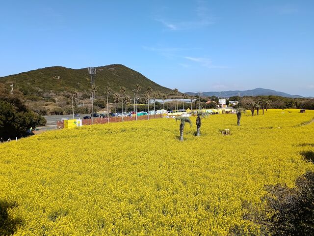 �ɗǌ΍؂̉ԃK�[�f��