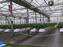 Sugar Berry ���˂������_���̎ʐ^1