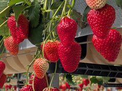 �����ό��A�O���X�l���΂̎ʐ^1