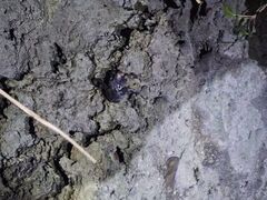 �X�^�[���C�t�Ί_���̎ʐ^1