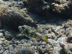 ���v���_�C�r���O�K�C�h���S�n�̎ʐ^3