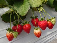 ���R�t�@�[���g�`�m�x�t�̎ʐ^1