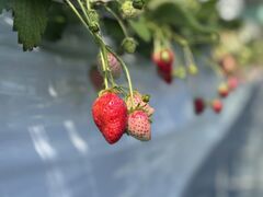 �R�c�݂΂��_���̎ʐ^1