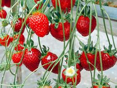 ����炳��̂������t�@�[���k���ւ̓��e�ʐ^1