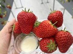 RF�t�@�[���̎ʐ^1